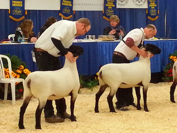 2nd place RIDGELINE 55A and 4th place RIDGELINE 65A Slick Sheared Suffolk Yearling Ewe a